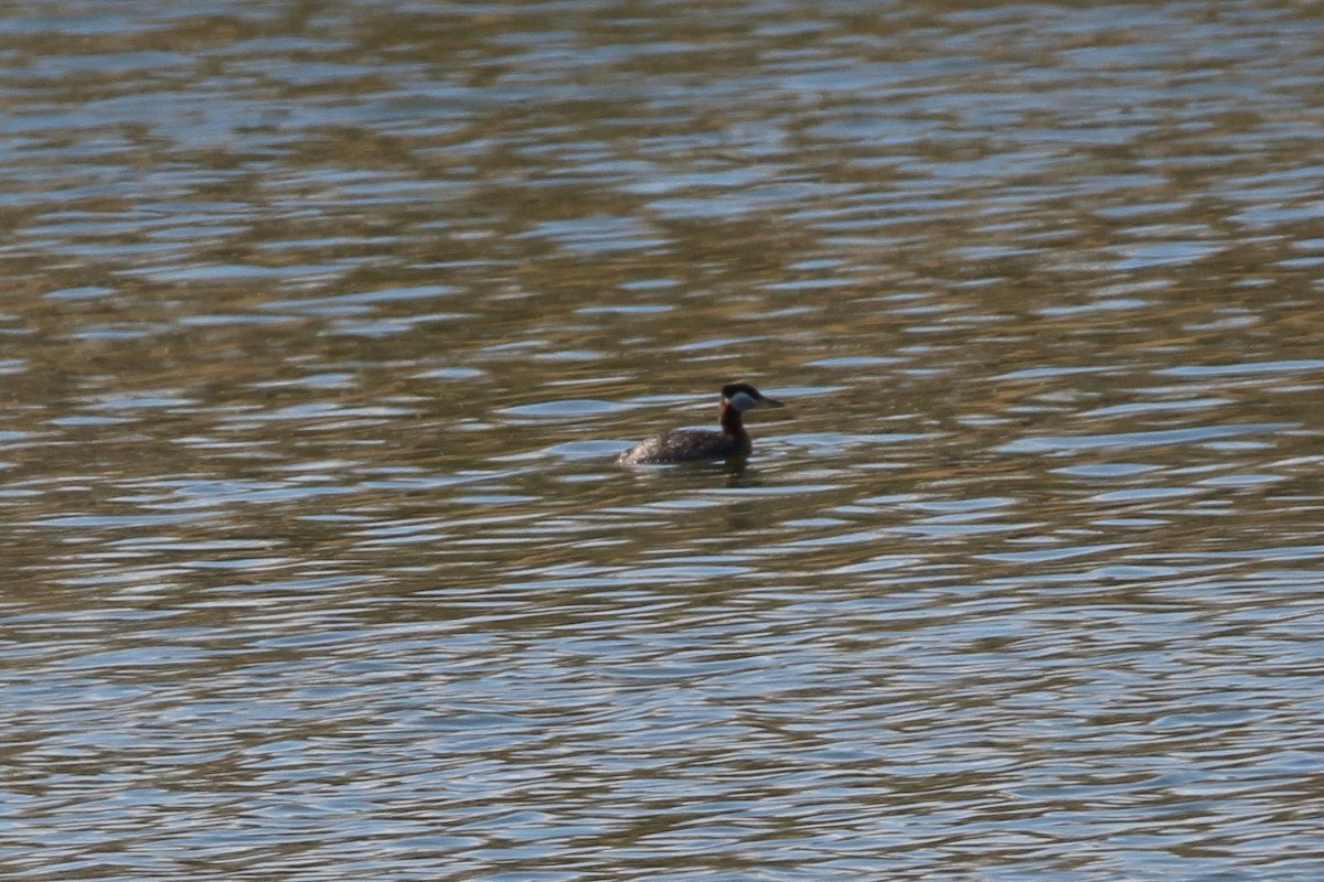 Red-necked Grebe - ML634255666