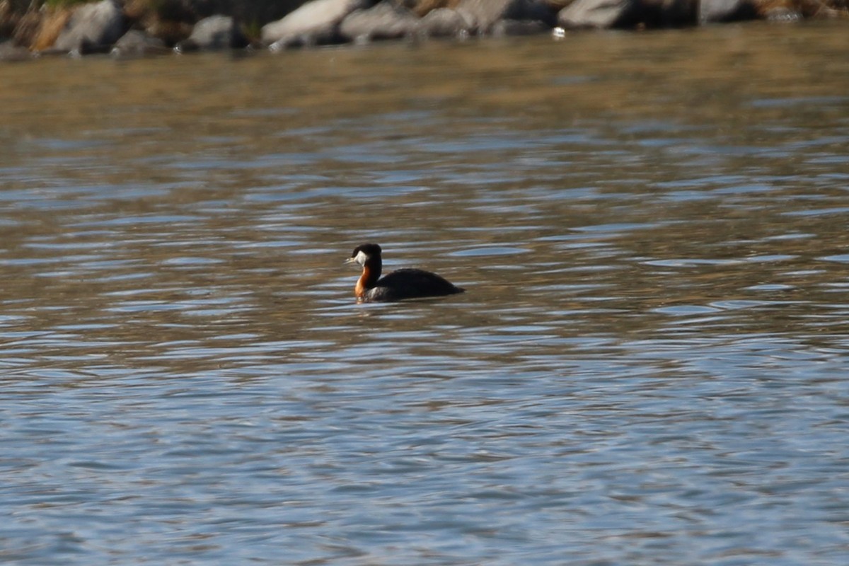 Red-necked Grebe - ML634255684