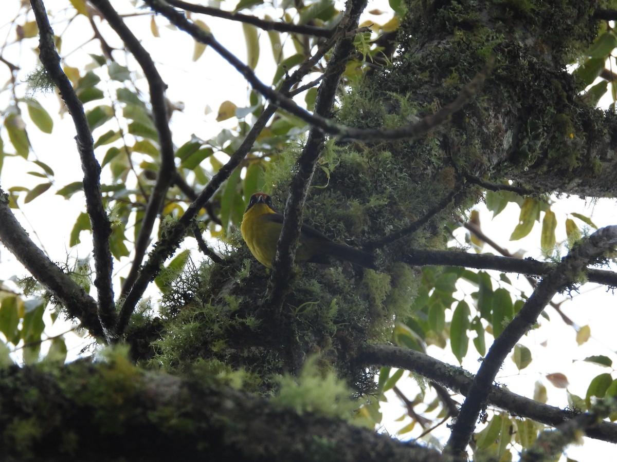 Yellow-breasted Brushfinch - ML634255701