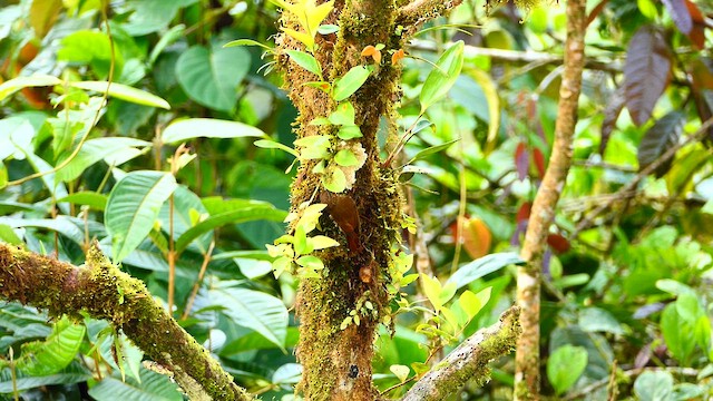Wedge-billed Woodcreeper - ML634255881
