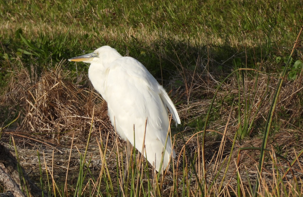 Great Blue Heron (Great White) - ML634255916