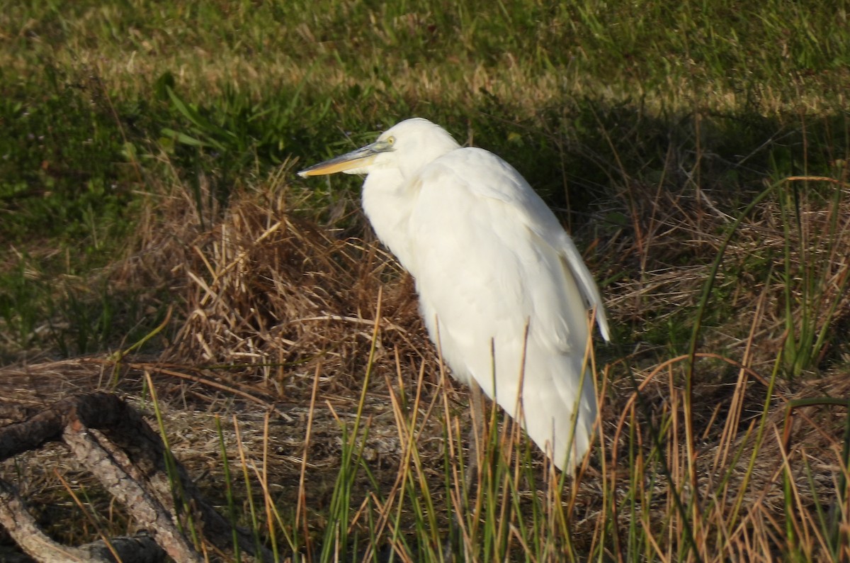 Great Blue Heron (Great White) - ML634255918