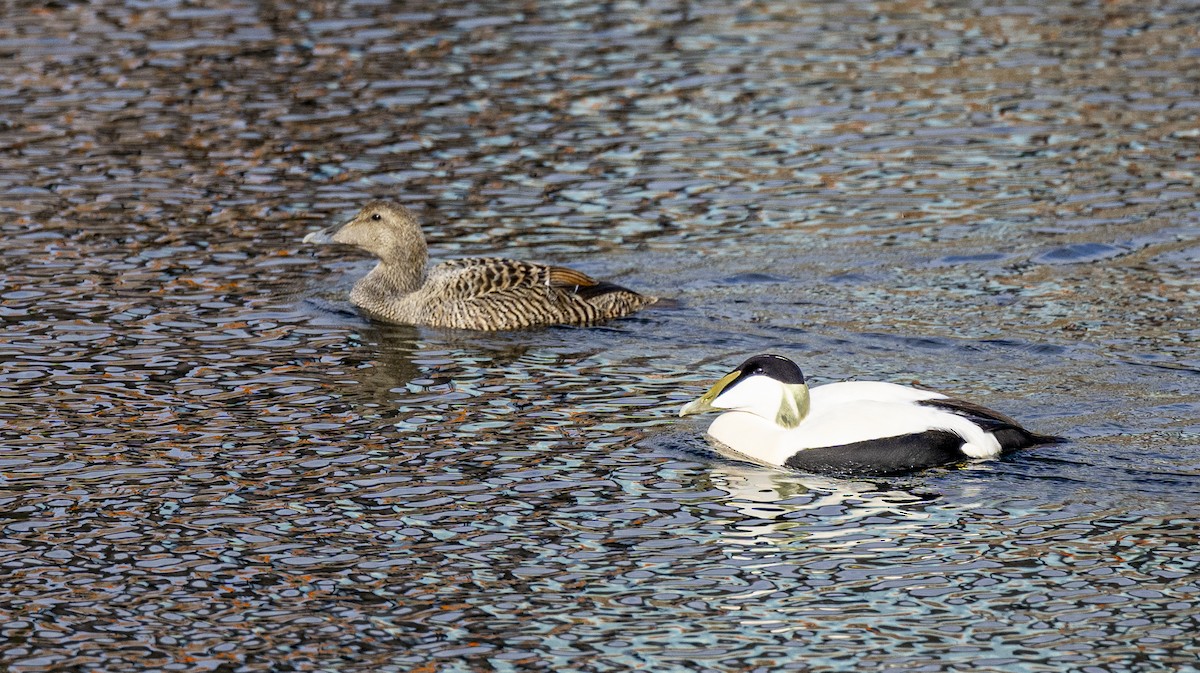 Common Eider - ML634256232