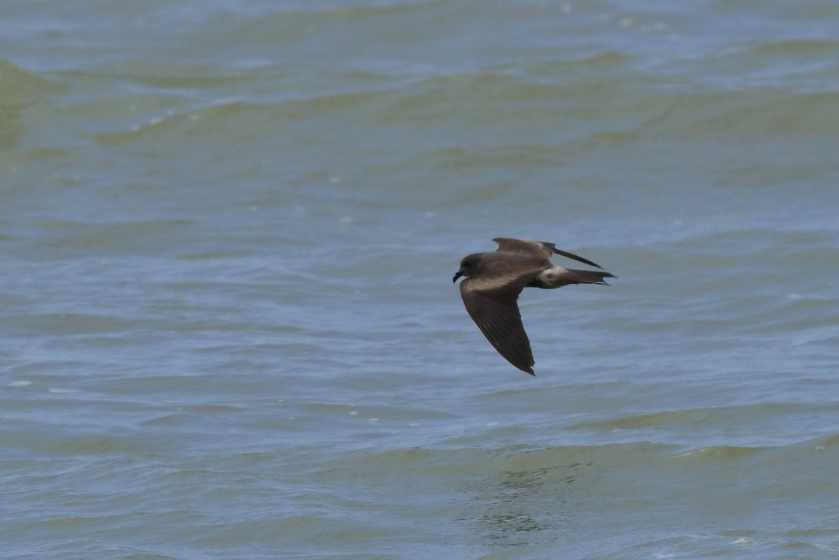 Leach's Storm-Petrel - ML634256244