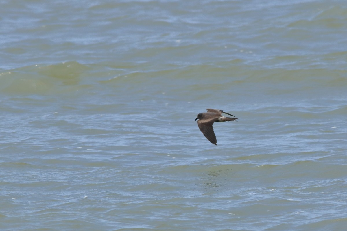 Leach's Storm-Petrel - ML634256245