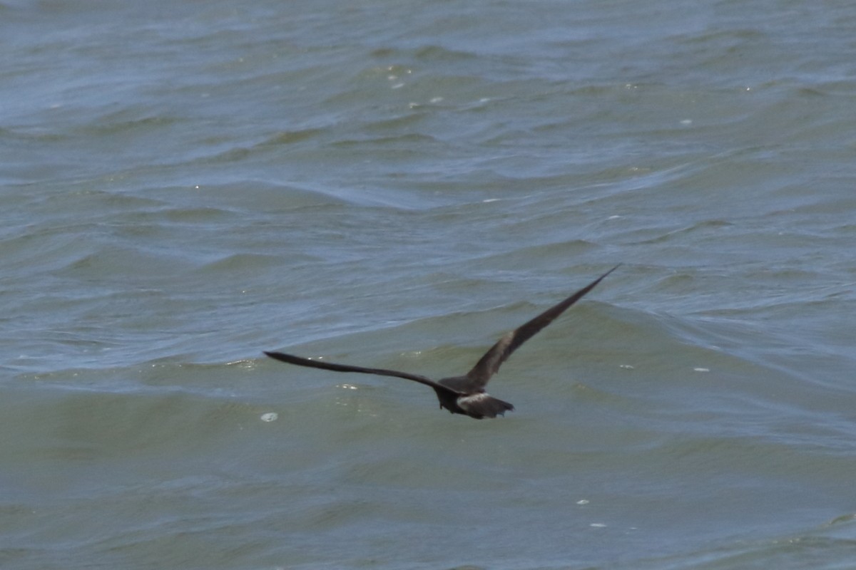 Leach's Storm-Petrel - ML634256246