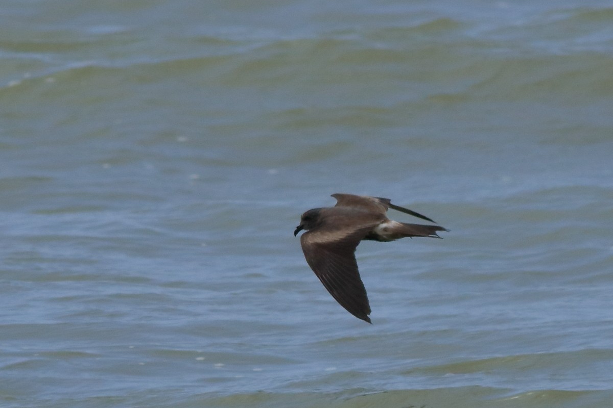 Leach's Storm-Petrel - ML634256247