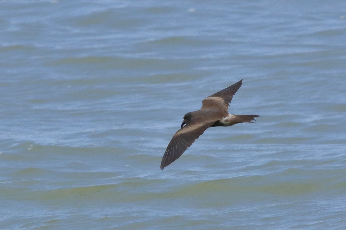 Leach's Storm-Petrel - ML634256248