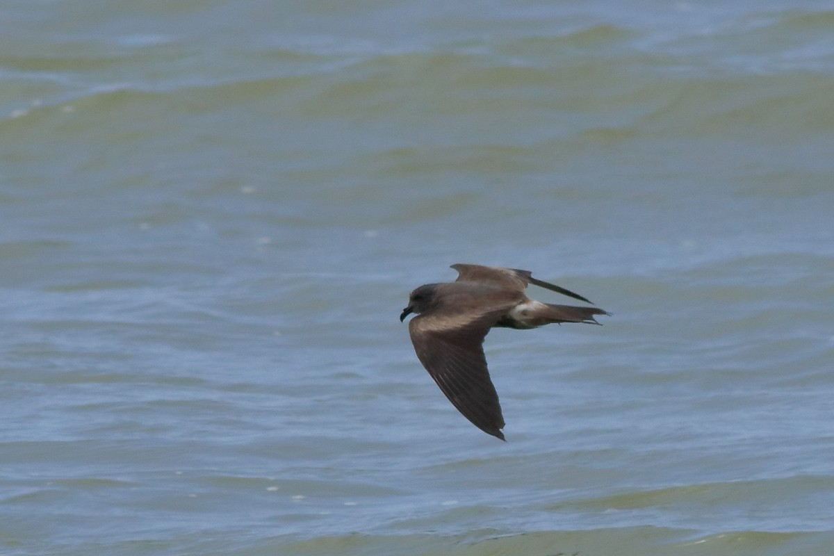 Leach's Storm-Petrel - ML634256249