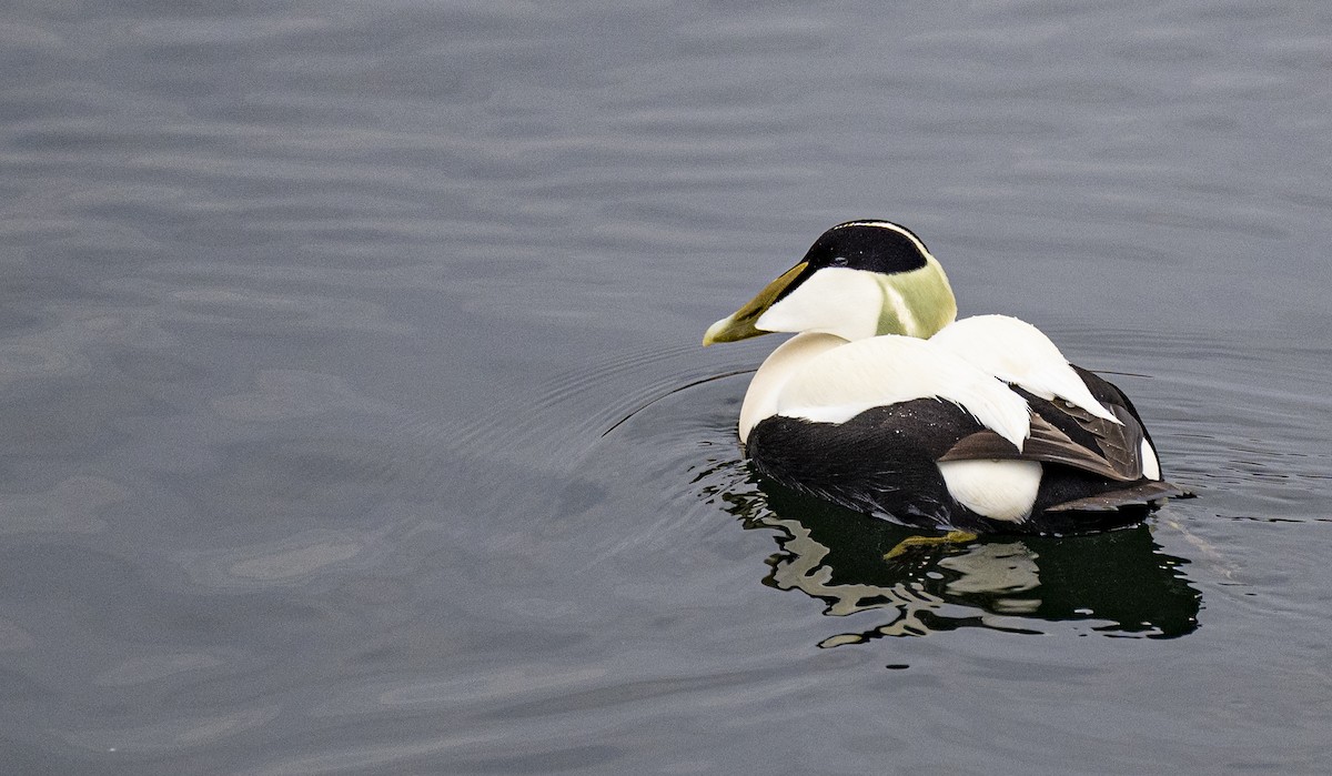 Common Eider - ML634256320