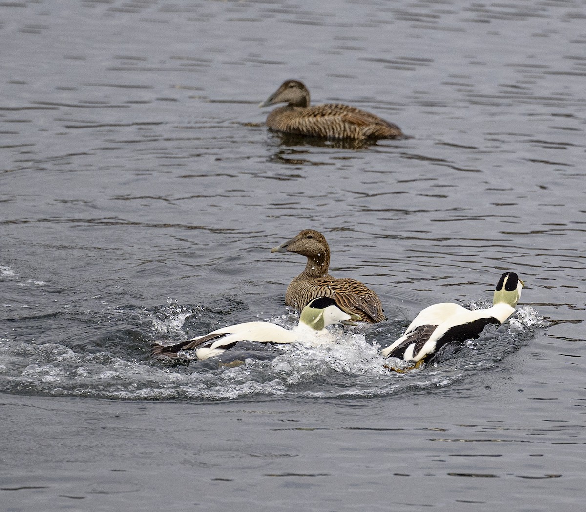 Common Eider - ML634256321