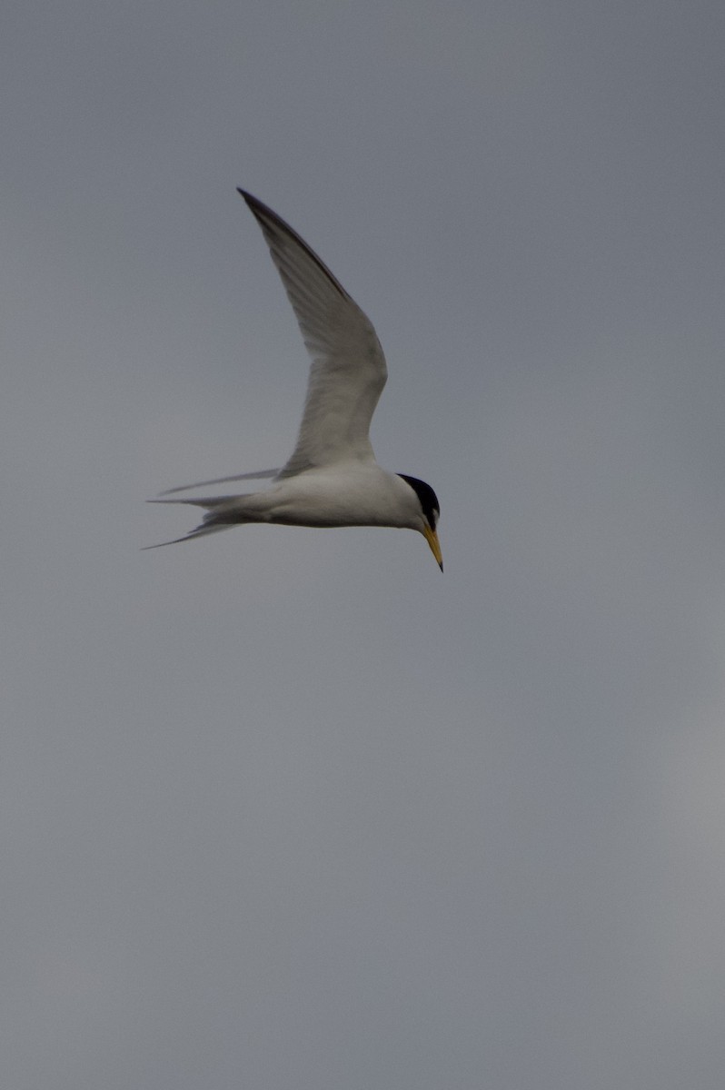 Txenadatxo antillarra - ML634256325