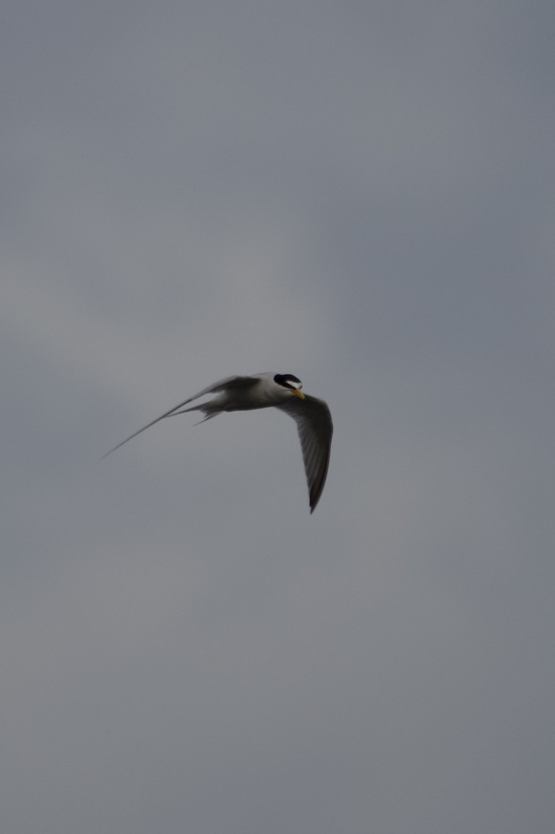 Txenadatxo antillarra - ML634256326