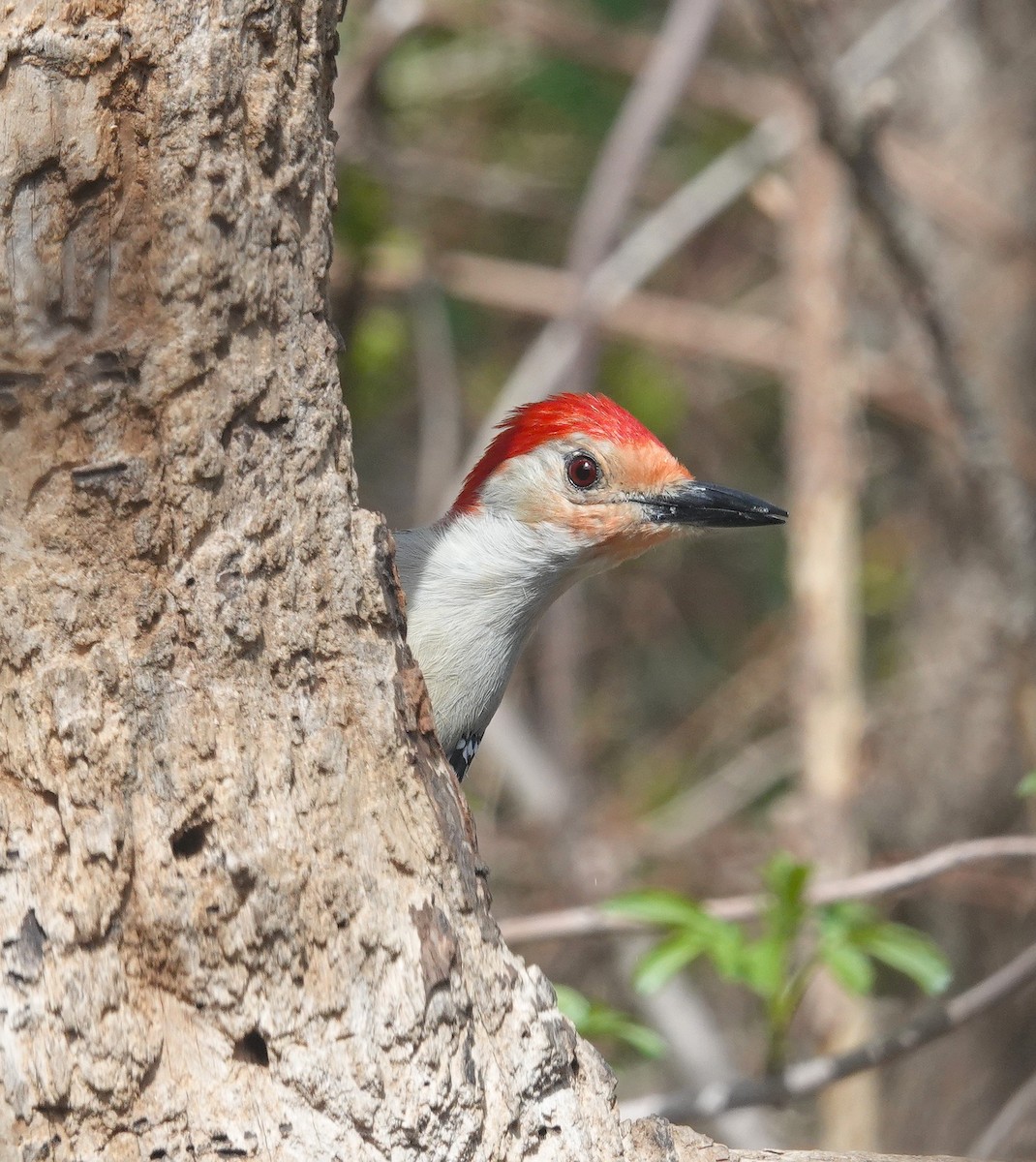 Red-bellied Woodpecker - ML634256425