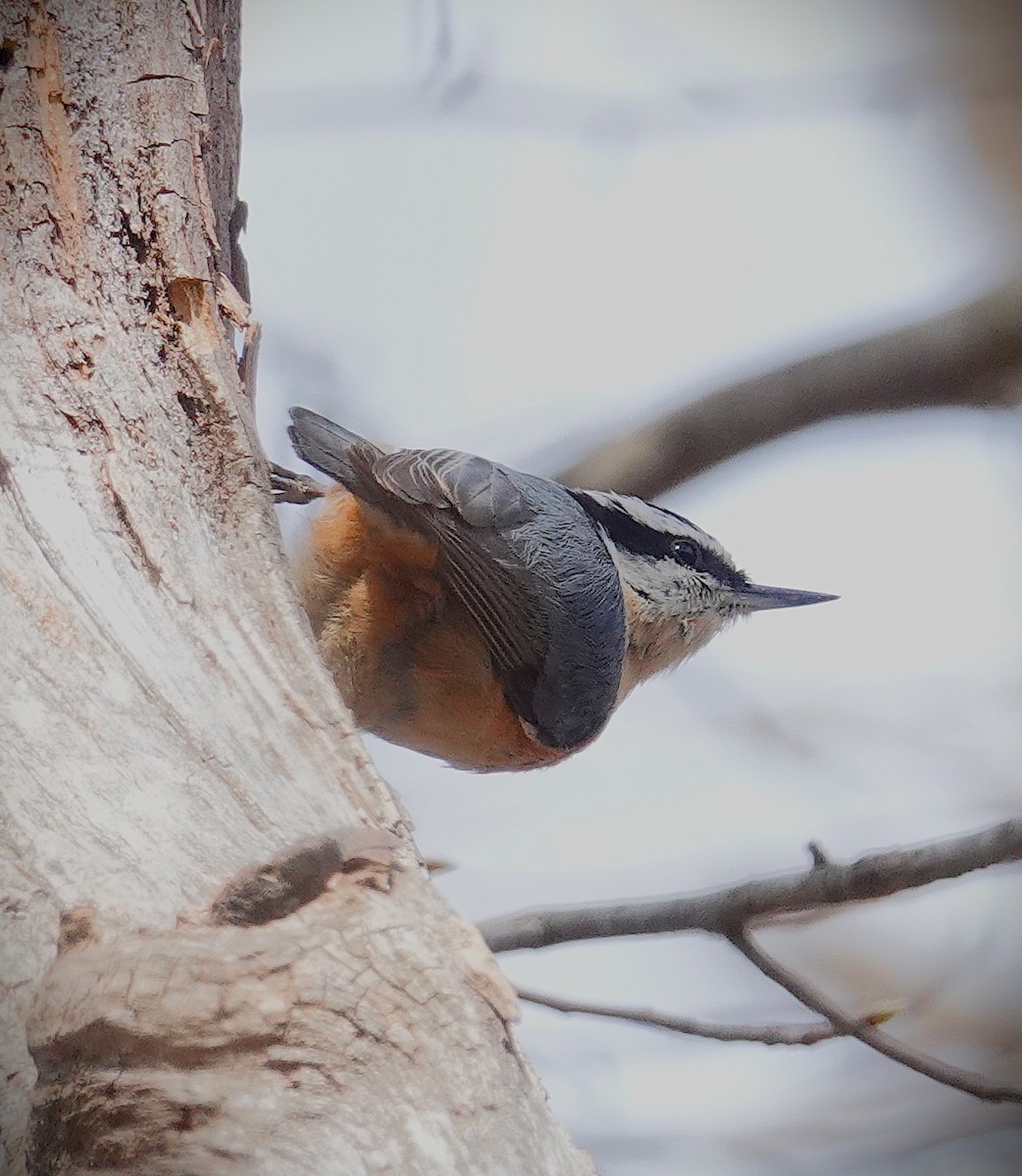 Red-breasted Nuthatch - ML634256445