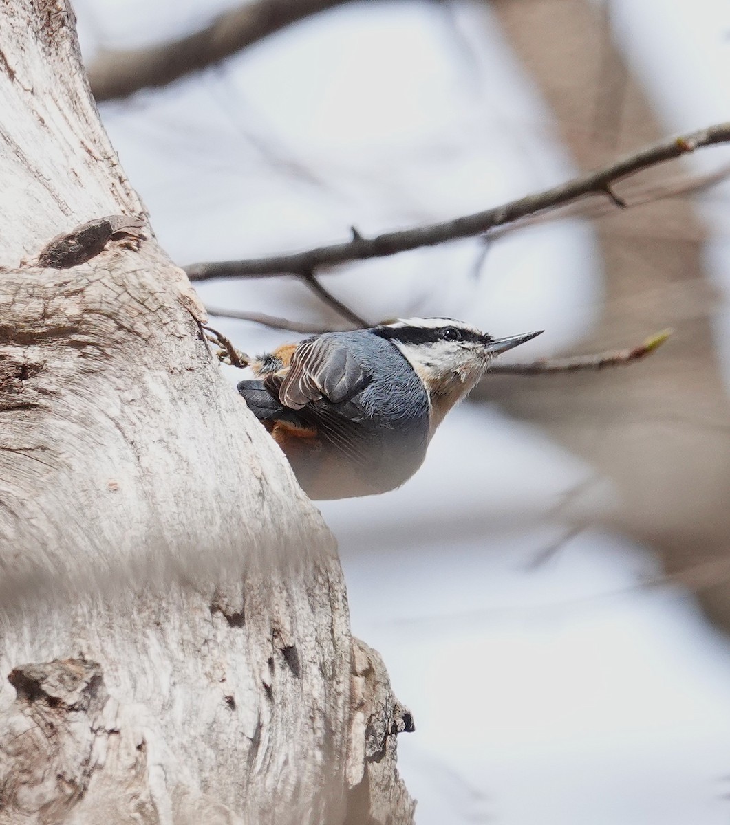Red-breasted Nuthatch - ML634256446