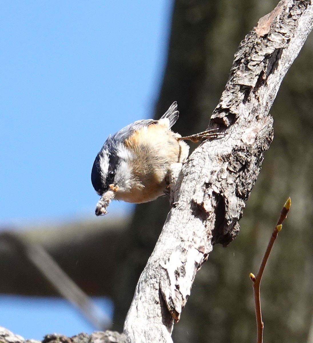 Red-breasted Nuthatch - ML634256447