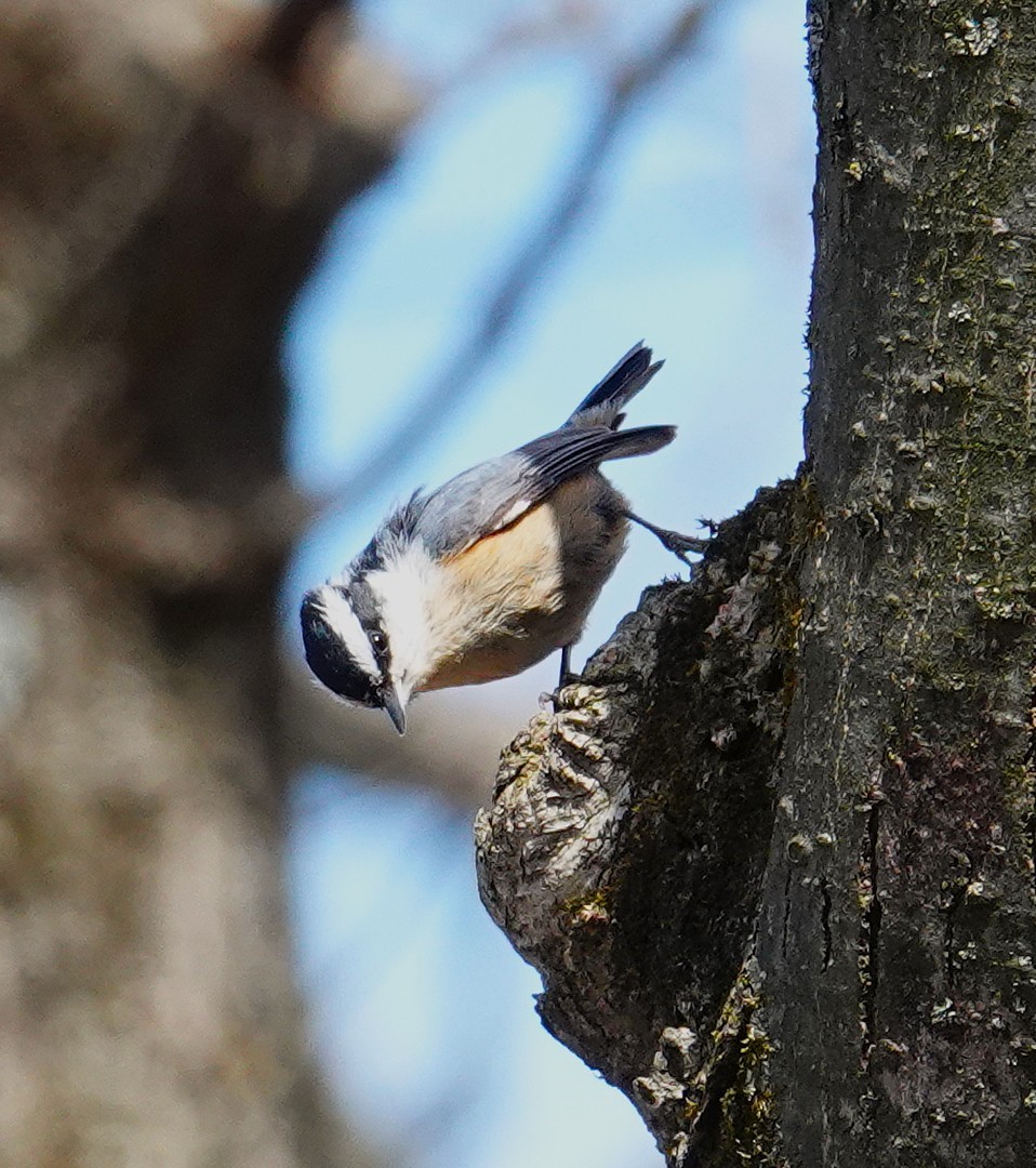 Red-breasted Nuthatch - ML634256448