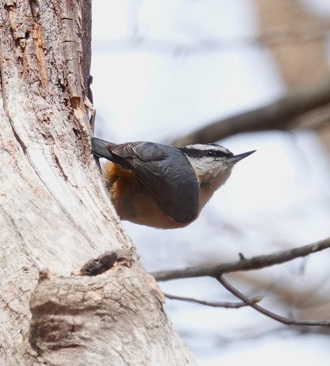 Red-breasted Nuthatch - ML634256449