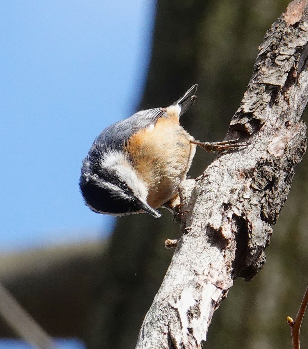 Red-breasted Nuthatch - ML634256451