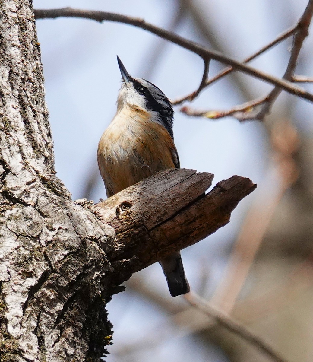 Red-breasted Nuthatch - ML634256454