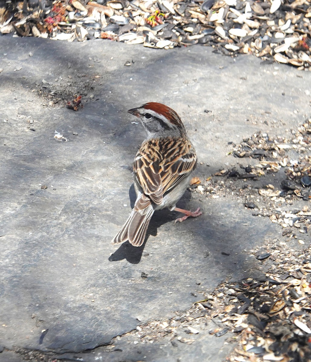 Chipping Sparrow - ML634256474
