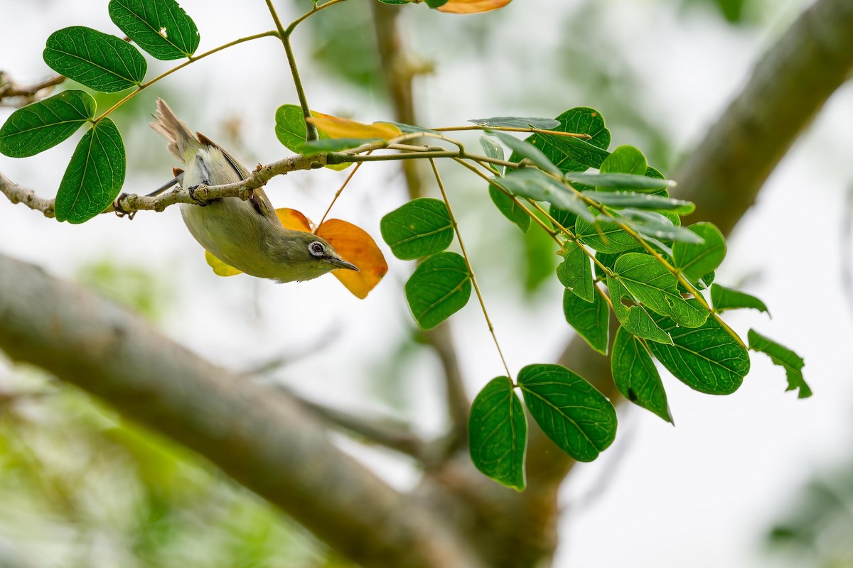 Bridled White-eye - ML634256477