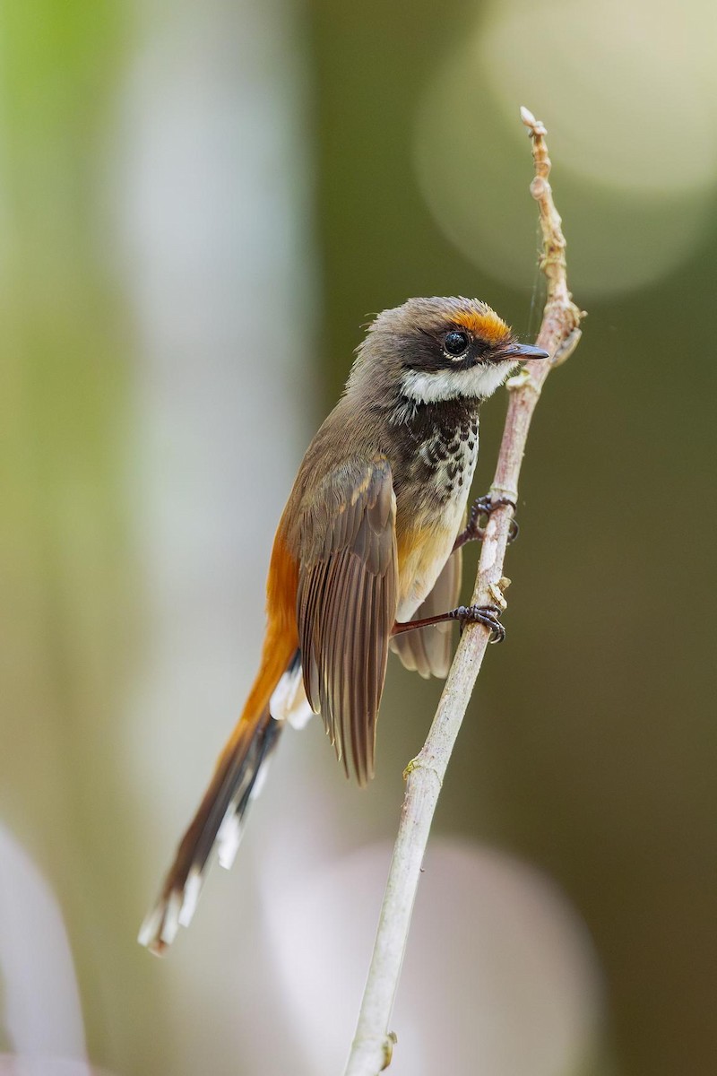 Micronesian Rufous Fantail - ML634256494