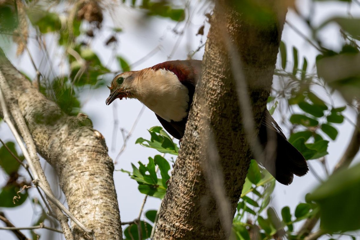 White-throated Ground Dove - ML634256535
