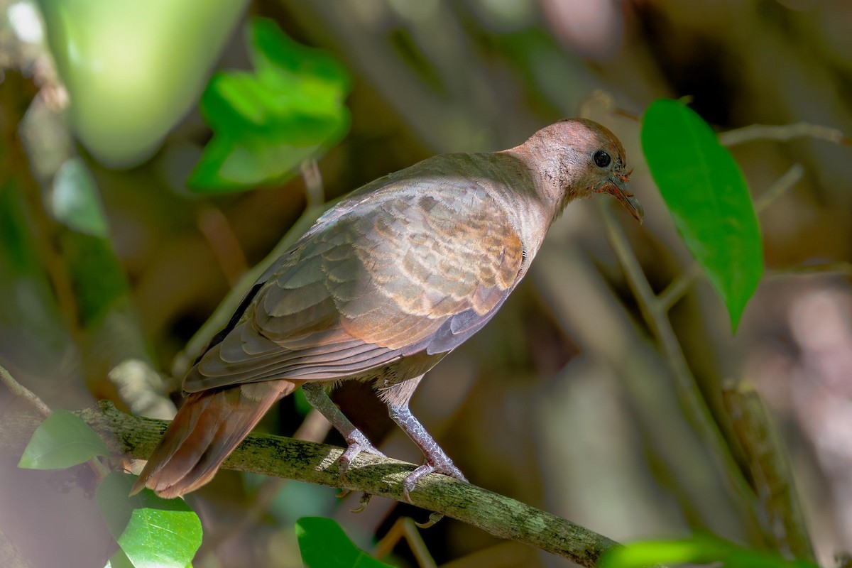 White-throated Ground Dove - ML634256538