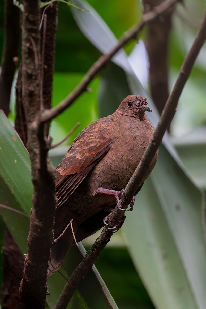 White-throated Ground Dove - ML634256539