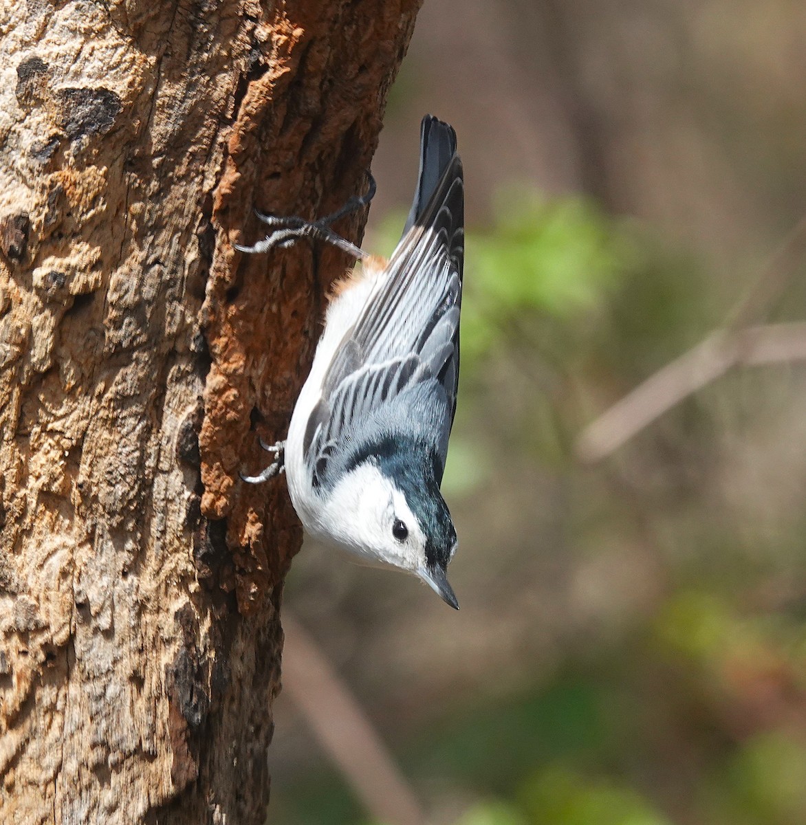 White-breasted Nuthatch - ML634256568