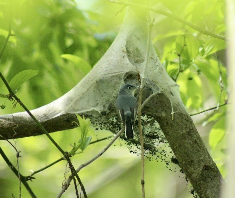 Blue-gray Gnatcatcher - ML634256582