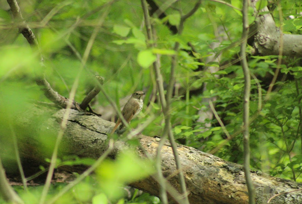 Hermit Thrush - ML634256595