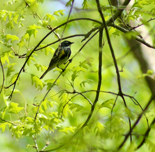 Yellow-rumped Warbler - ML634256622