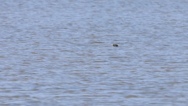 Green-winged Teal - ML634256735