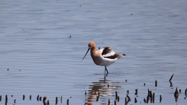 American Avocet - ML634256847