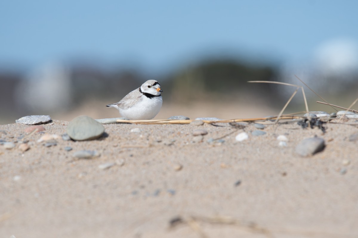 Piping Plover - ML634256897