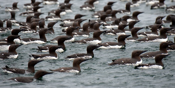 Common Murre - Van Truan