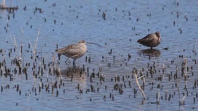 Long-billed Curlew - ML634257071