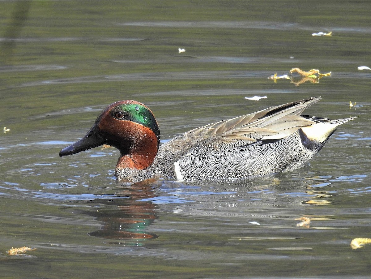 Green-winged Teal - ML634257080