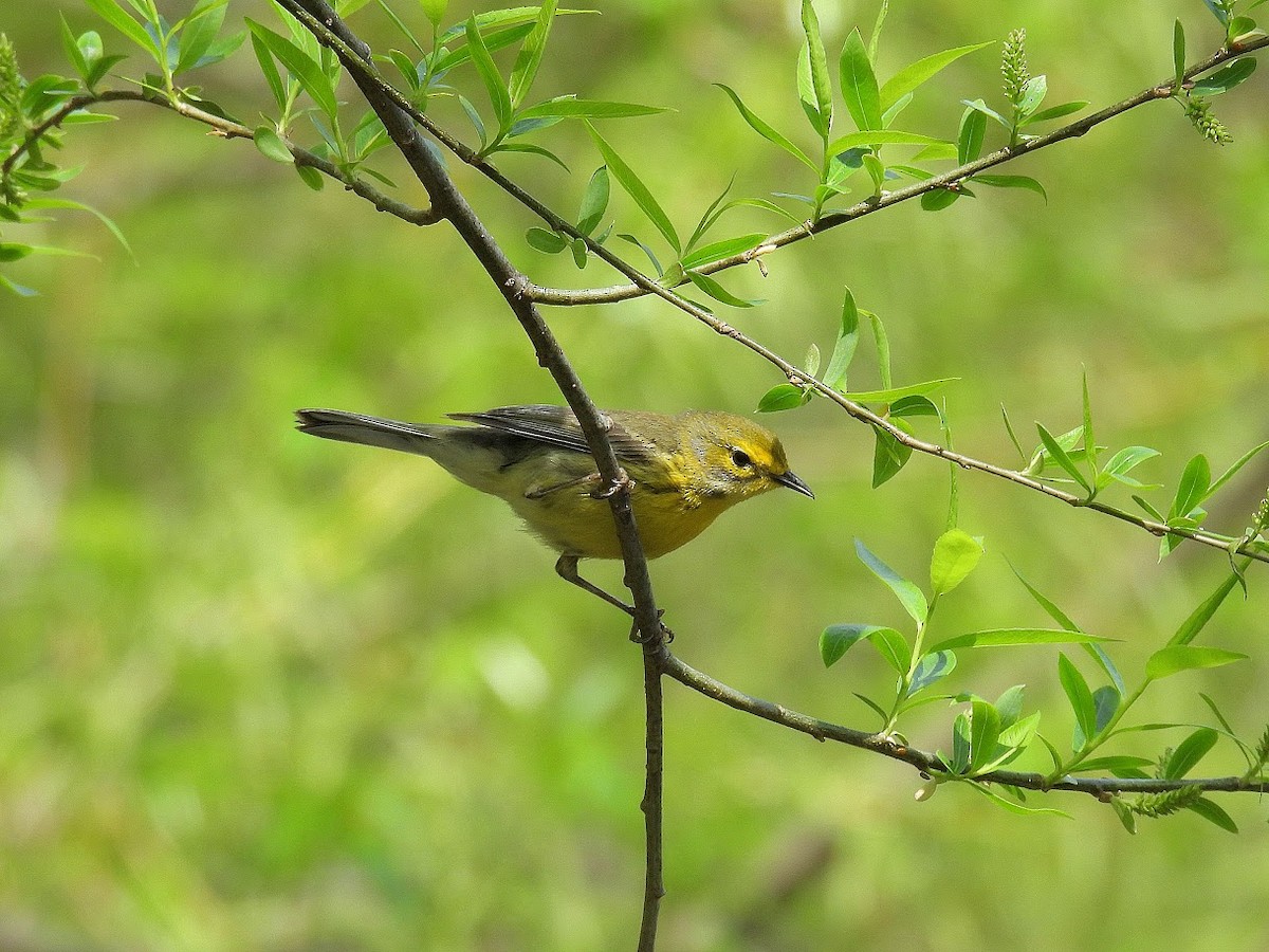 Prairie Warbler - ML634257089