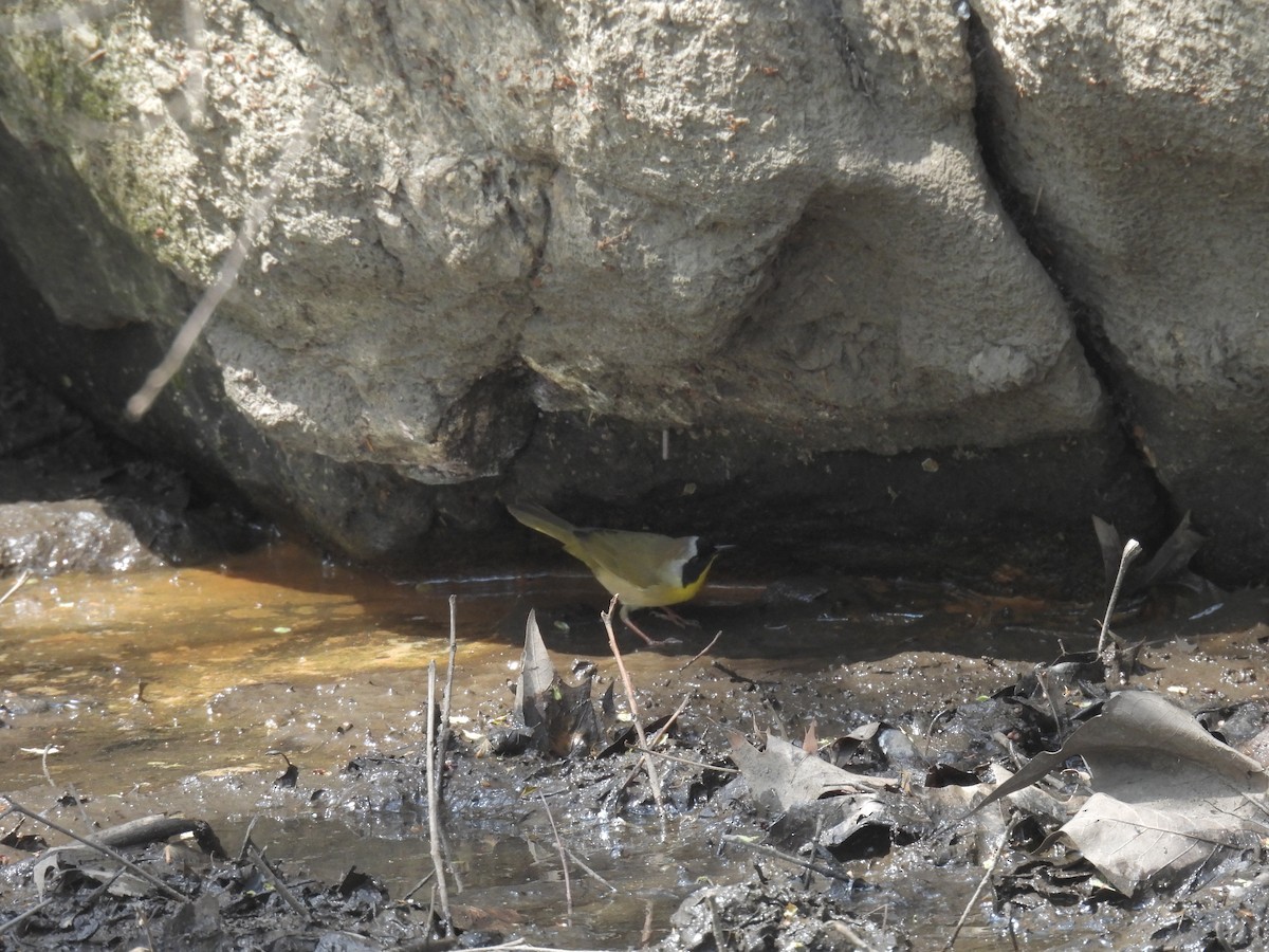 Common Yellowthroat - ML634257107