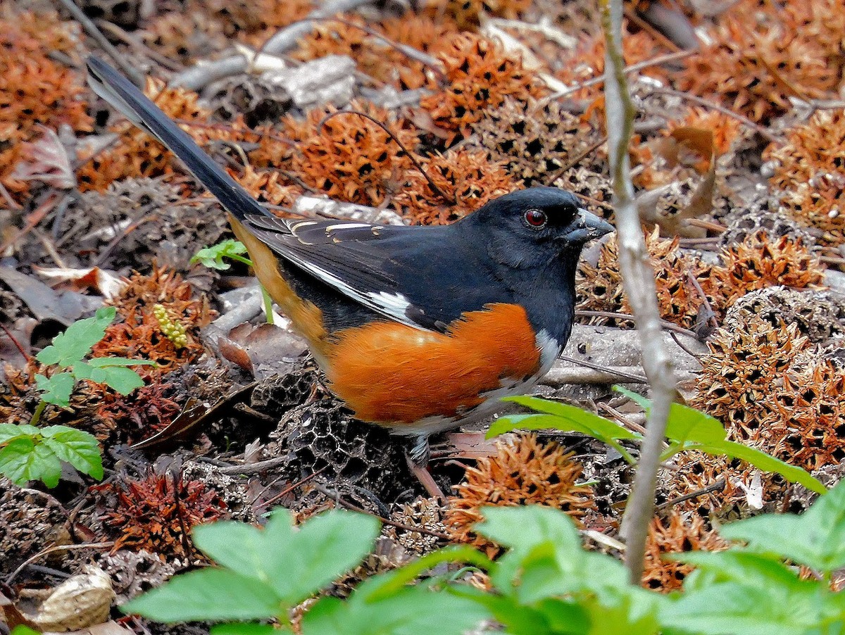 Eastern Towhee - ML634257196