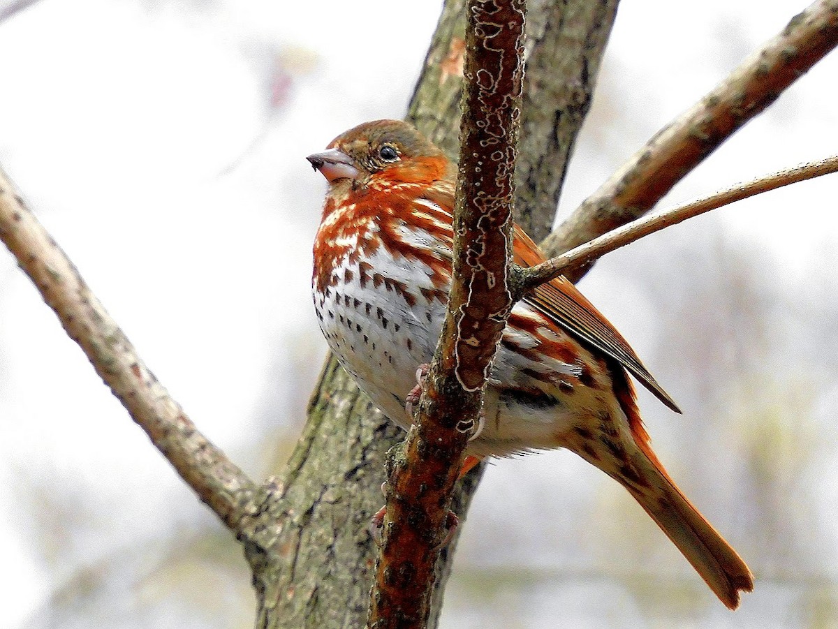Fox Sparrow - ML634257214