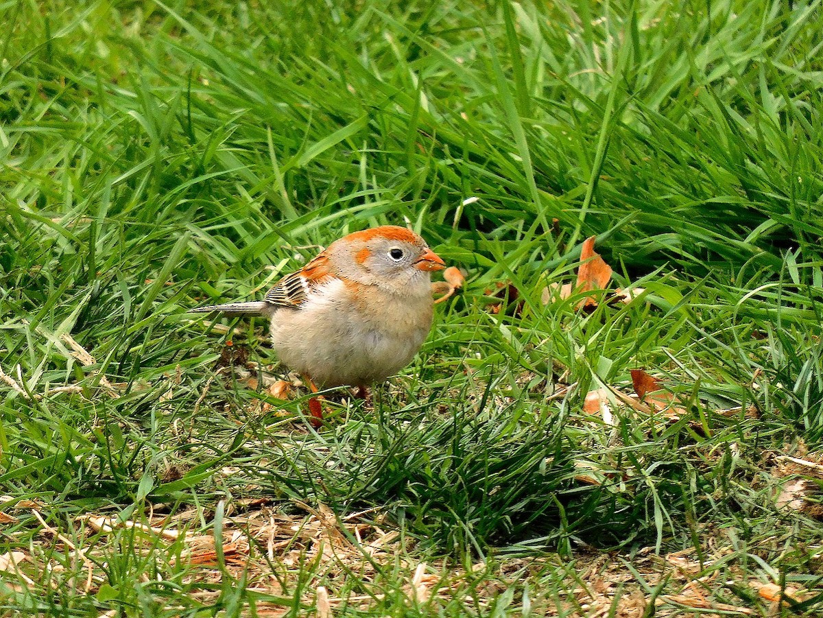 Field Sparrow - ML634257219