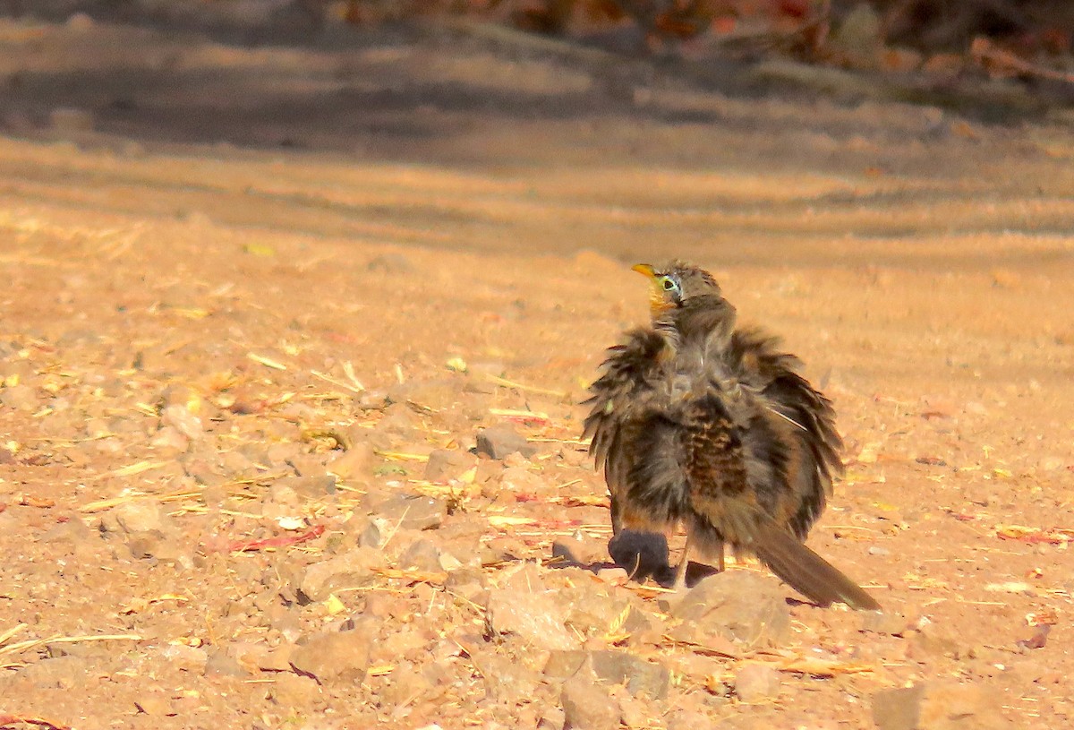 Lesser Ground-Cuckoo - ML634257263