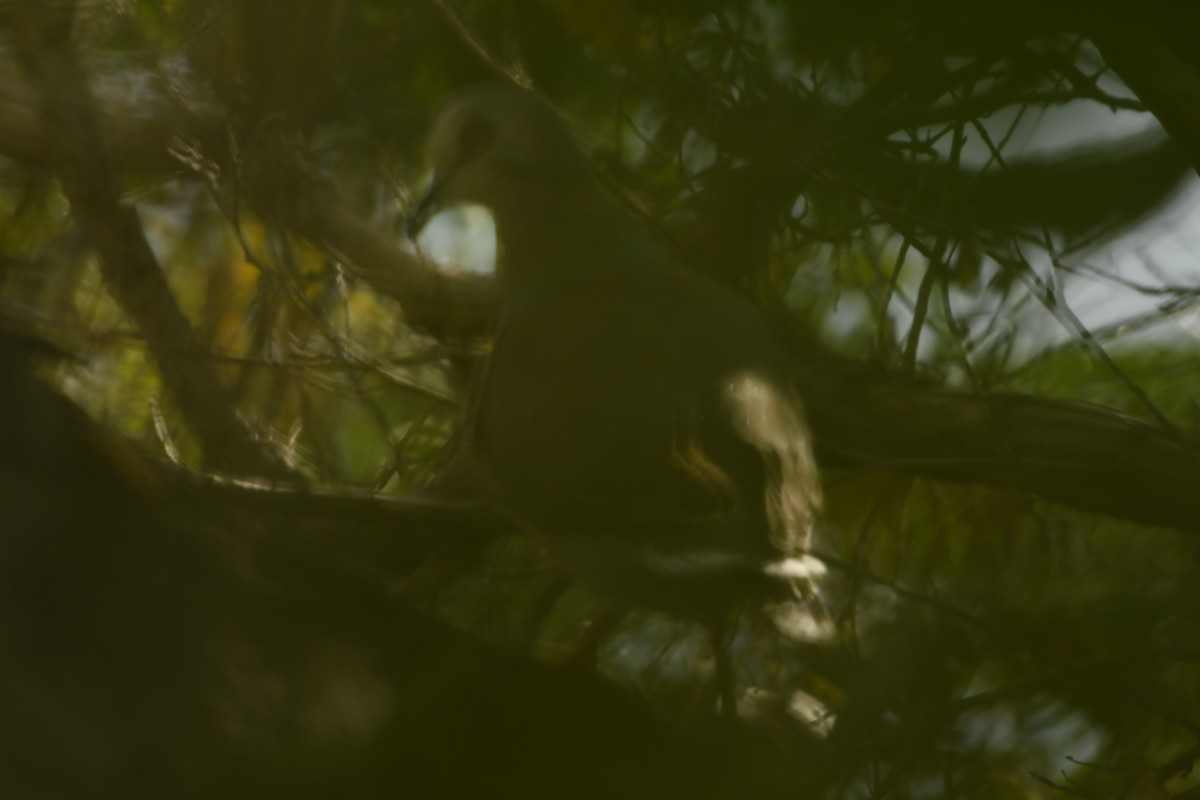 Caribbean Dove - ML634257268