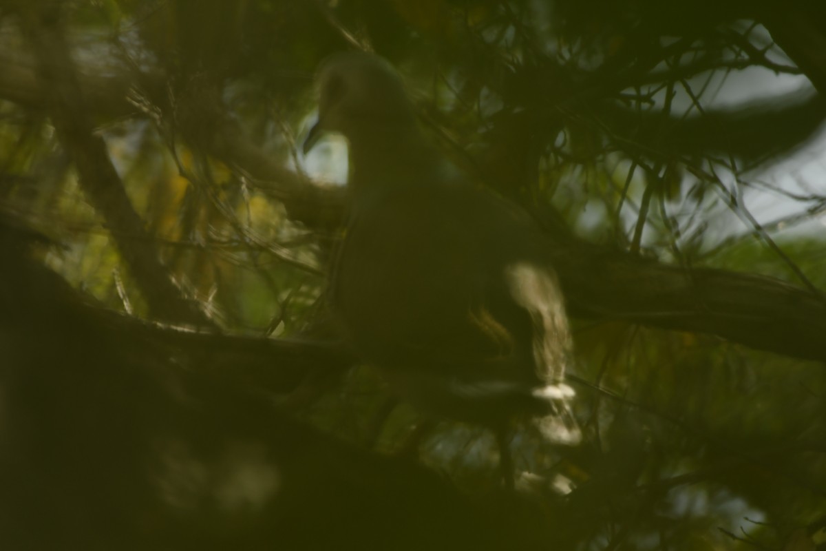 Caribbean Dove - ML634257269