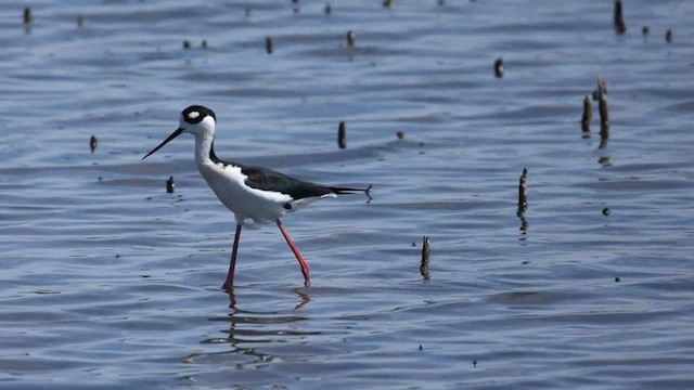 Black-necked Stilt - ML634257302